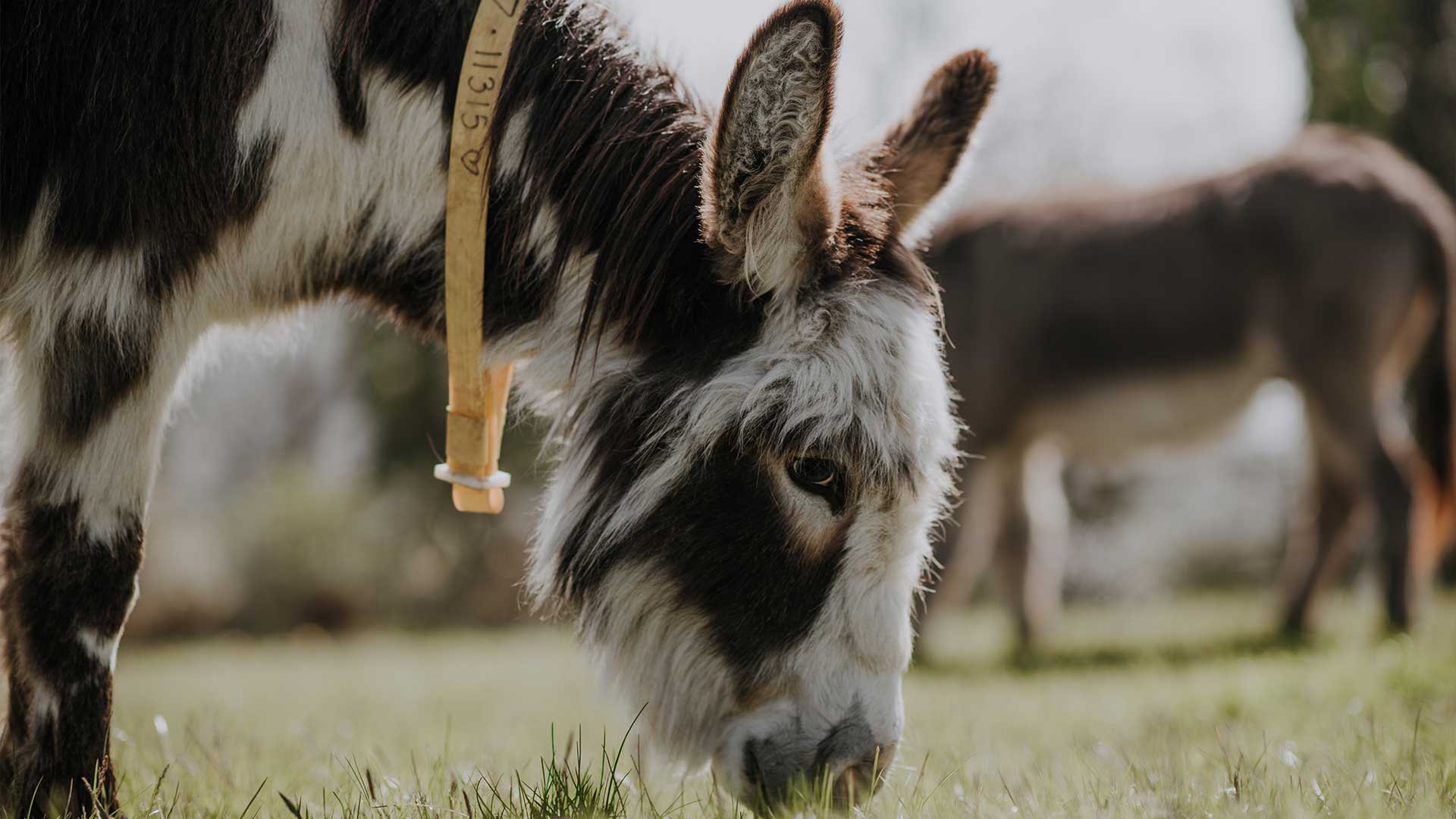 Shelter 1 Donkeys